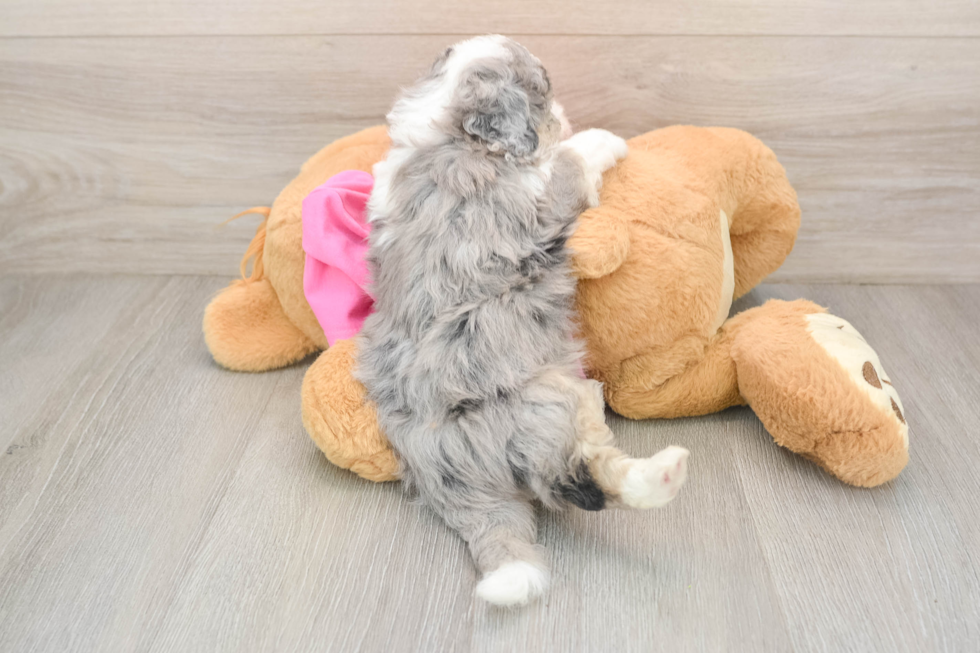 Popular Aussiechon Designer Pup