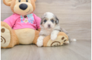 Playful Aussie Bichon Designer Puppy