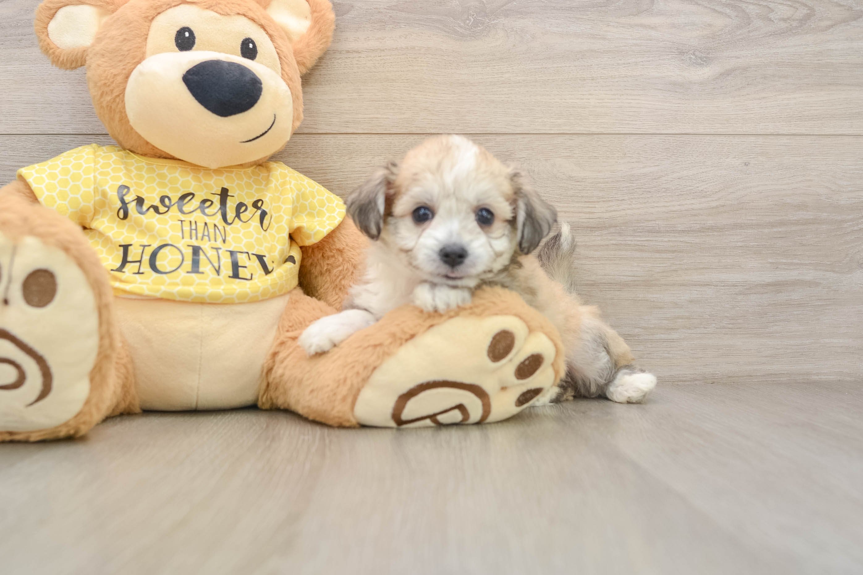 Hypoallergenic Aussie Bichon Designer Puppy
