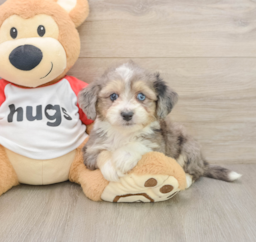 7 week old Aussiechon Puppy For Sale - Lone Star Pups