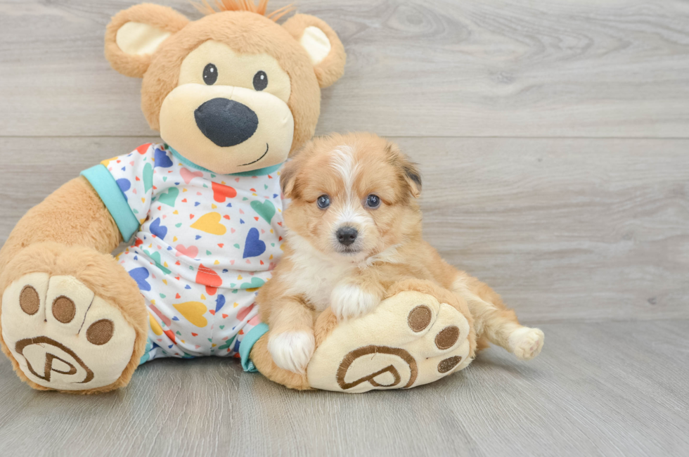 5 week old Aussiechon Puppy For Sale - Lone Star Pups