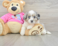 7 week old Aussiechon Puppy For Sale - Lone Star Pups