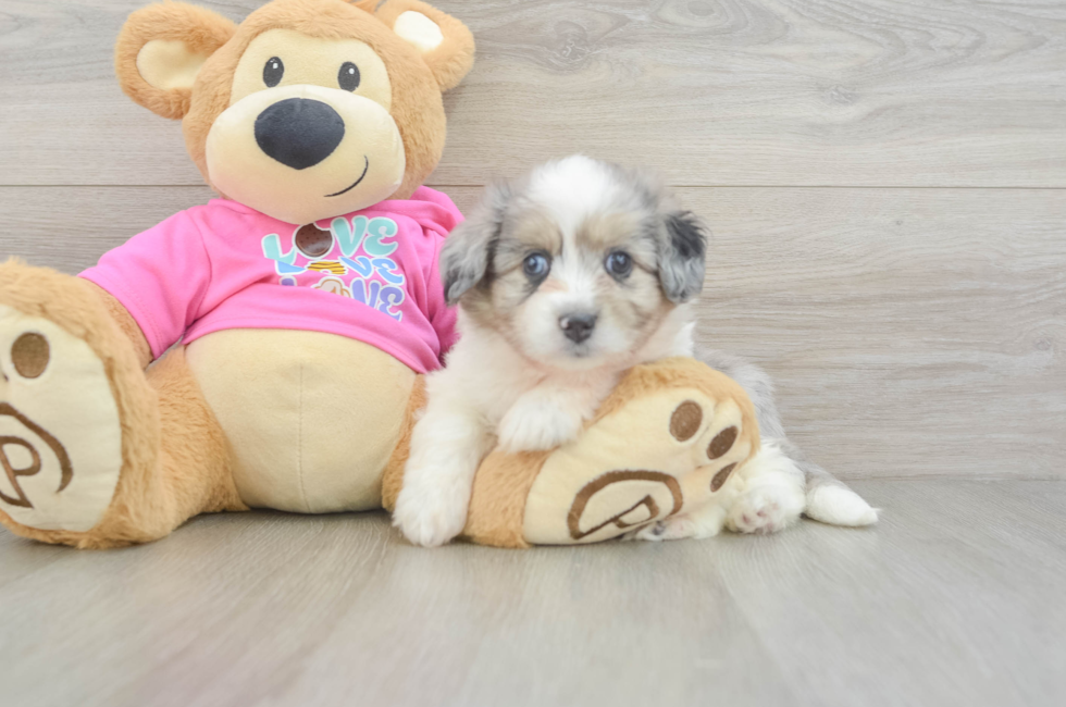 5 week old Aussiechon Puppy For Sale - Lone Star Pups