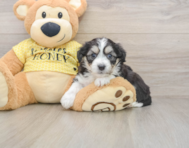 6 week old Aussiechon Puppy For Sale - Lone Star Pups