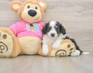 8 week old Aussiechon Puppy For Sale - Lone Star Pups