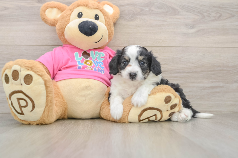 Cute Aussiechon Baby