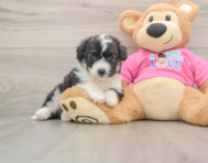 5 week old Aussiechon Puppy For Sale - Lone Star Pups