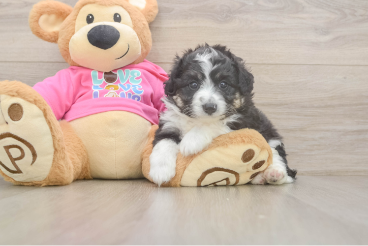Playful Aussie Bichon Designer Puppy