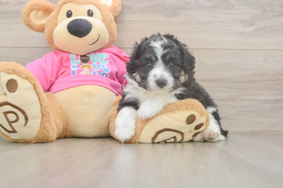 5 week old Aussiechon Puppy For Sale - Lone Star Pups