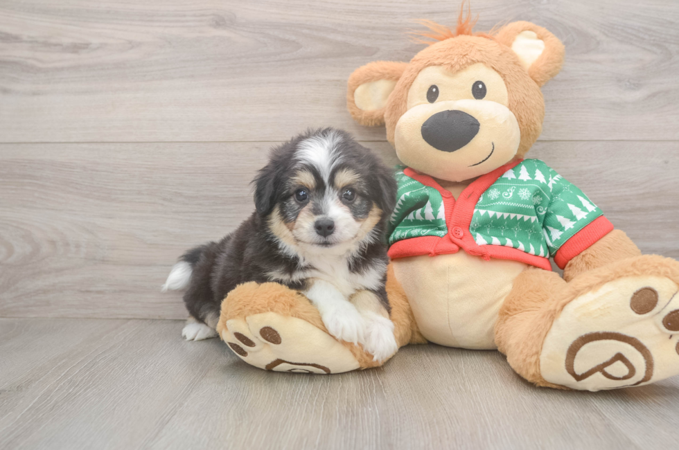 5 week old Aussiechon Puppy For Sale - Lone Star Pups