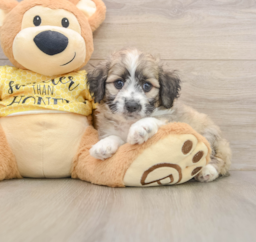 7 week old Aussiechon Puppy For Sale - Lone Star Pups