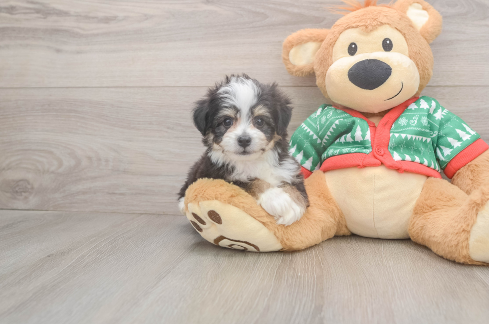 5 week old Aussiechon Puppy For Sale - Lone Star Pups