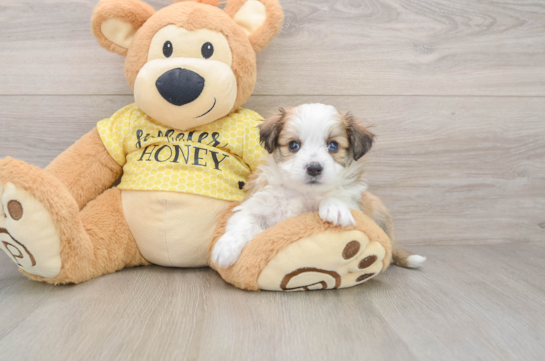 Petite Aussiechon Designer Pup