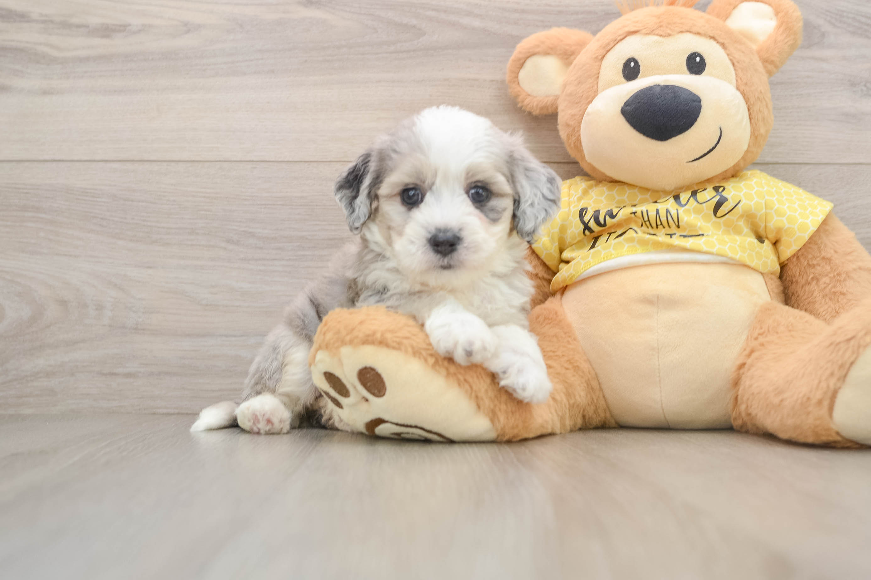 Playful Aussie Bichon Designer Puppy