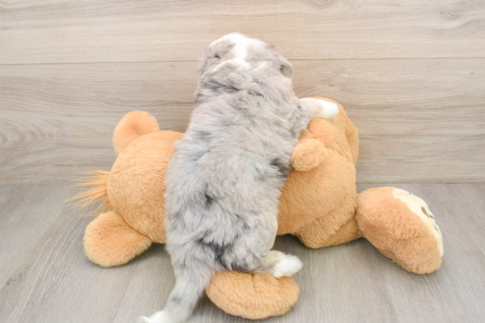 Aussiechon Pup Being Cute