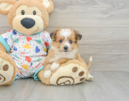 7 week old Aussiechon Puppy For Sale - Lone Star Pups