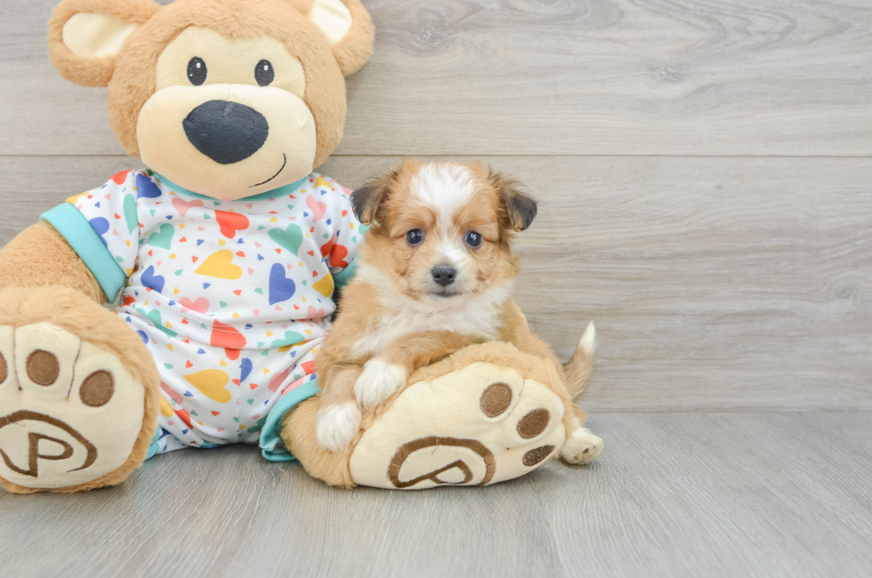 5 week old Aussiechon Puppy For Sale - Lone Star Pups