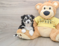 7 week old Aussiechon Puppy For Sale - Lone Star Pups