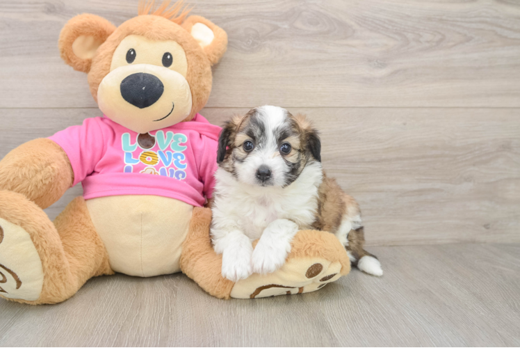 Popular Aussiechon Designer Pup