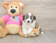8 week old Aussiechon Puppy For Sale - Lone Star Pups