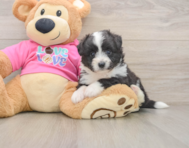 5 week old Aussiechon Puppy For Sale - Lone Star Pups