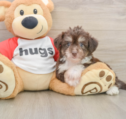 8 week old Aussiechon Puppy For Sale - Lone Star Pups