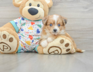 7 week old Aussiechon Puppy For Sale - Lone Star Pups