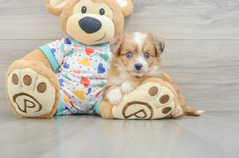 5 week old Aussiechon Puppy For Sale - Lone Star Pups