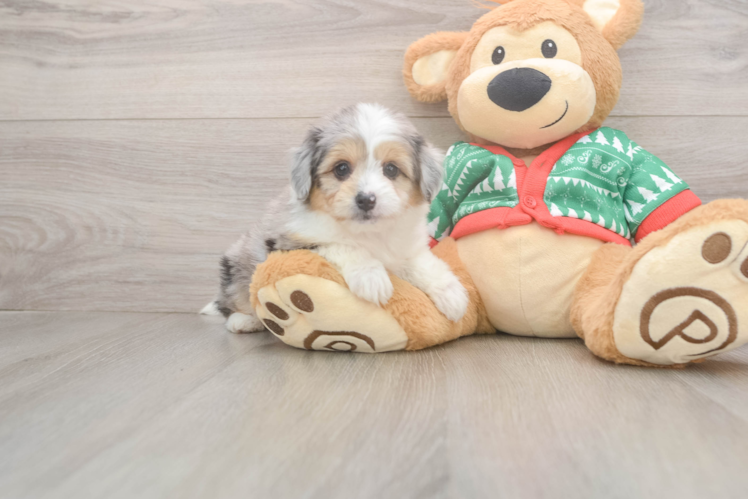 Best Aussiechon Baby