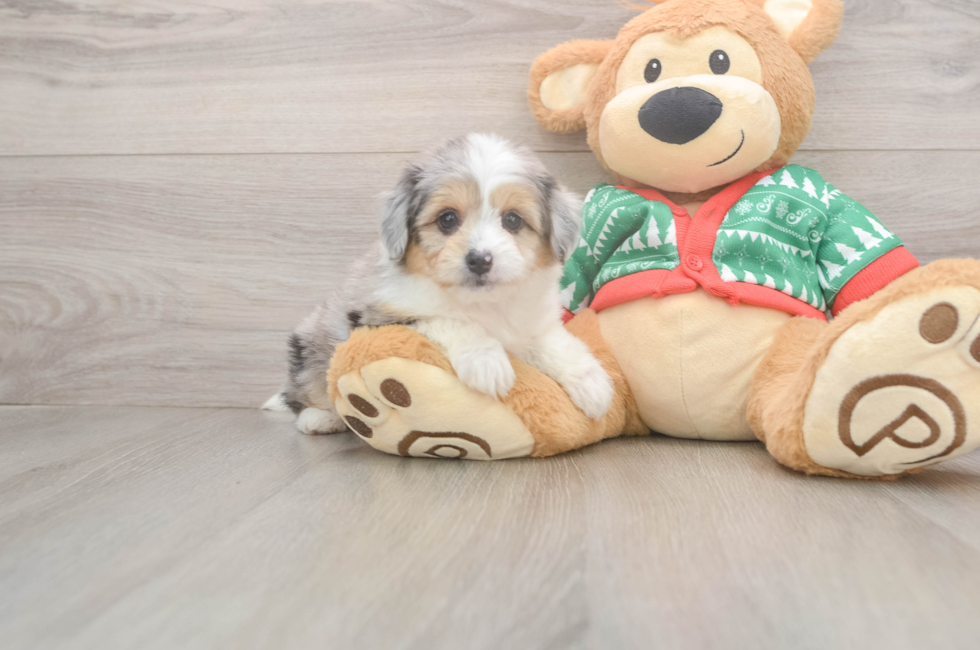 5 week old Aussiechon Puppy For Sale - Lone Star Pups