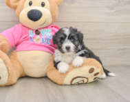 5 week old Aussiechon Puppy For Sale - Lone Star Pups