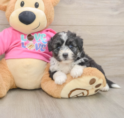 6 week old Aussiechon Puppy For Sale - Lone Star Pups