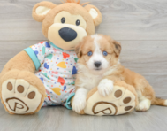 7 week old Aussiechon Puppy For Sale - Lone Star Pups