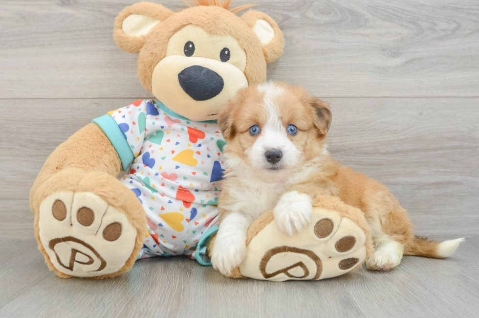 5 week old Aussiechon Puppy For Sale - Lone Star Pups