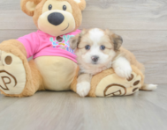 7 week old Aussiechon Puppy For Sale - Lone Star Pups