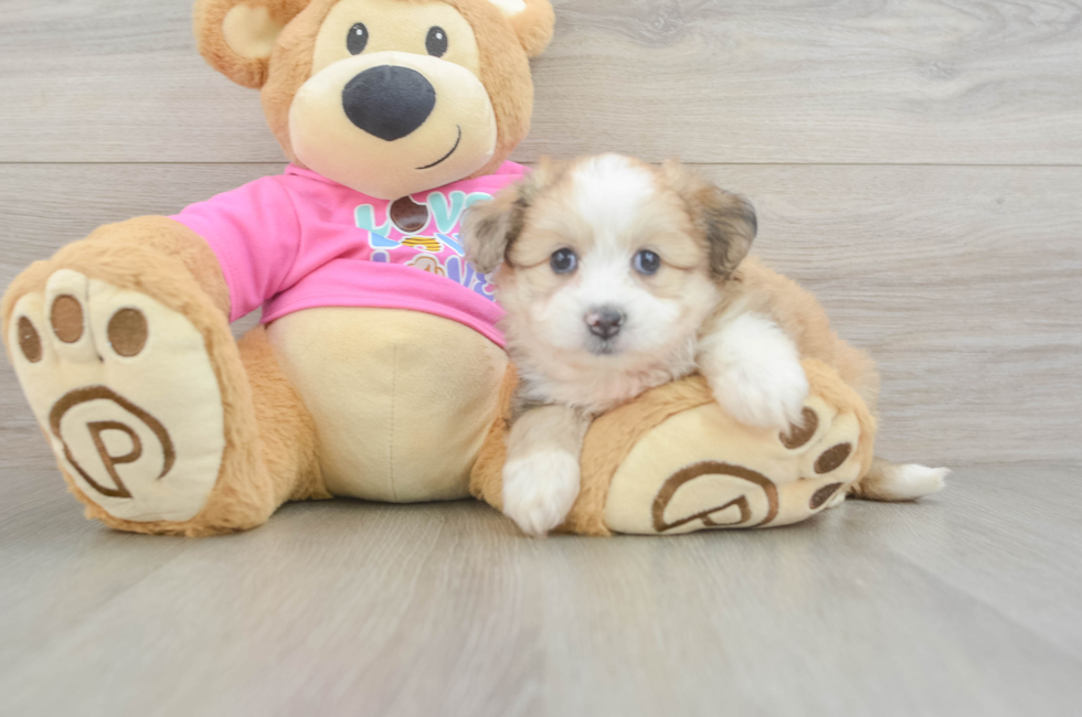 5 week old Aussiechon Puppy For Sale - Lone Star Pups
