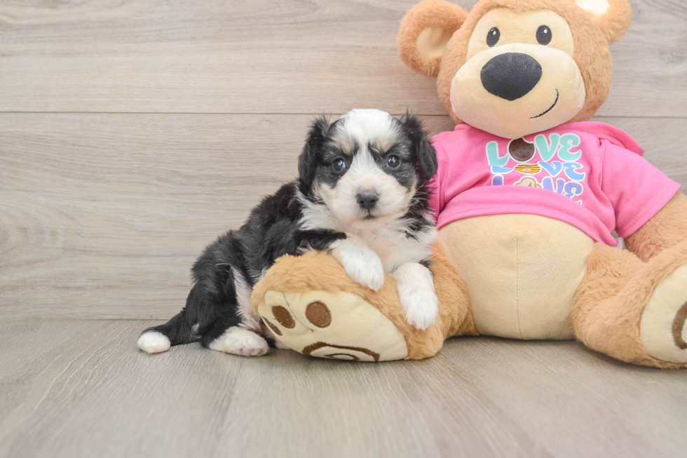 Aussiechon Puppy for Adoption