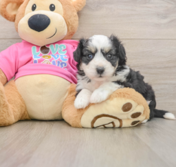 6 week old Aussiechon Puppy For Sale - Lone Star Pups