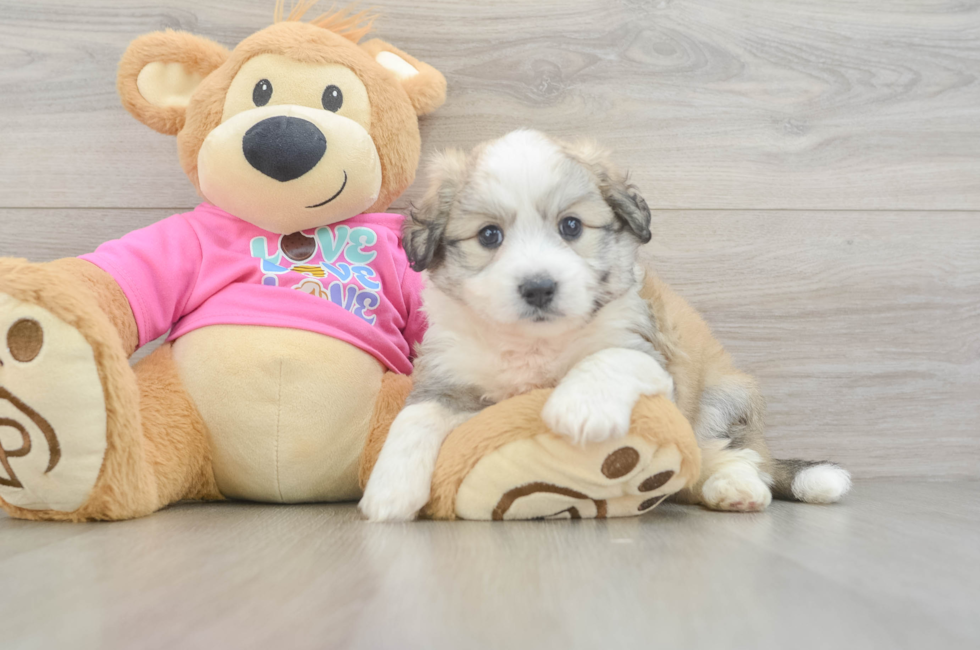 5 week old Aussiechon Puppy For Sale - Lone Star Pups