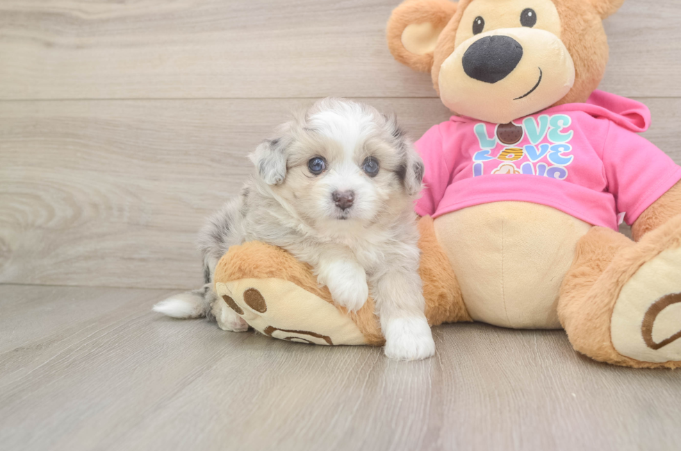 5 week old Aussiechon Puppy For Sale - Lone Star Pups