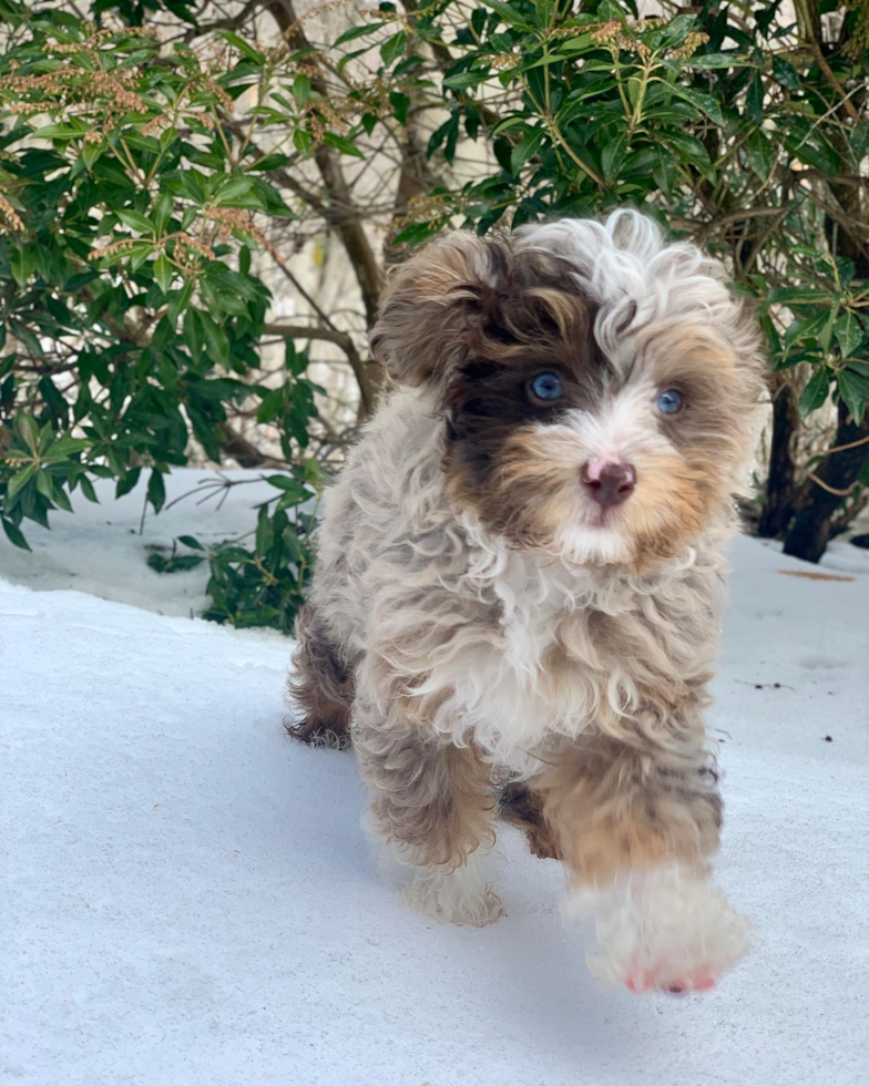 merle mini aussiedoodle playing in snow