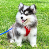 Cute Pomsky Pup Cute Pomsky Pup
