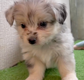 Aussie Bichon Puppies For Sale - Lone Star Pups