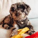 Cute Mini Labradoodle Pup Cute Mini Labradoodle Pup