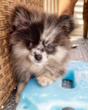 Pomeranian Being Cute Pomeranian Being Cute