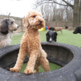 Mini Goldendoodle Being Cute Mini Goldendoodle Being Cute