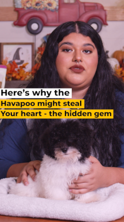 Lone Star Pups Why Families Everywhere Are Choosing Havapoos 