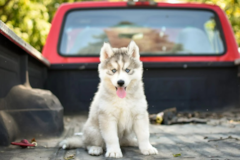 Cute Pomsky Pup