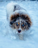 Cute Pomsky Designer Pup Cute Pomsky Designer Pup