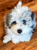 Cute Mini Sheepadoodle Pup Cute Mini Sheepadoodle Pup